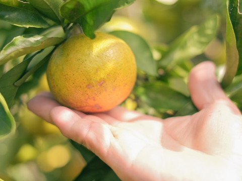 熊本発農薬不使用🍊 10kg 宮川、原口早生 サイズフリー『夜市