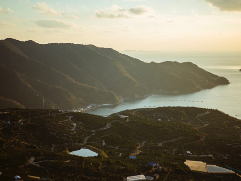 ※少量限定※ 真穴（まあな）産地直送！完熟甘平（かんぺい）3kg 贈答用　精品