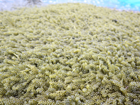 【夜市限定】20%増量　✴︎人気No.1✴︎生海ぶどう(茎付き) 1kg →1.2kg