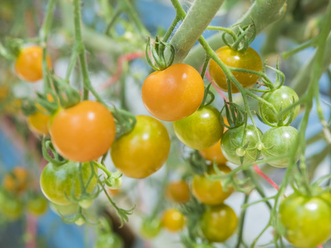 オレンジ色ミニトマト 500g【プリっとした食感・栄養満点】熊本県産：ギフトメッセージ対応