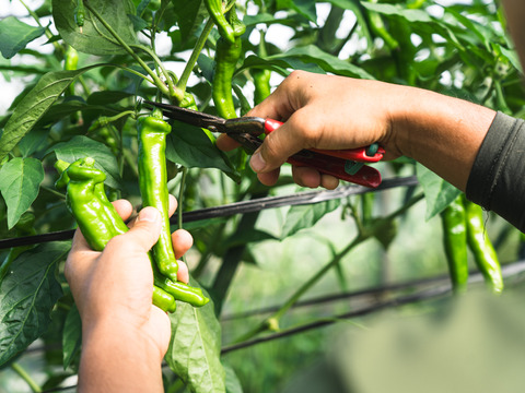 てんとうむしばたけがお届けする旬の有機野菜セット8~9品＜有機JAS認証＞