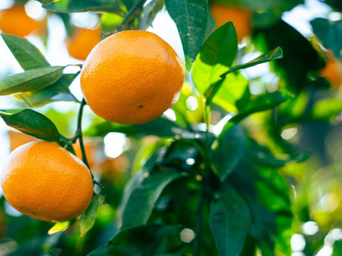 【最高級】真穴（まあな）産地直送　極上みかん　2S～Sサイズ　3Kg やや小ぶり　贈答　【冬ギフト】