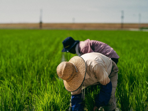 【令和６年産新米】香りが自慢の夢しずく白米（2キロ✖️2袋）