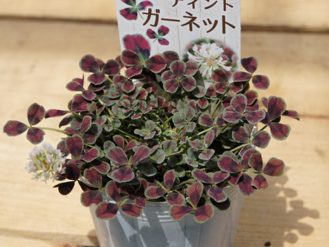 ラッキーアイテム！クローバー・ティント「ガーネット」9cmロングポット ［あわせ買い対象商品は3つまで同梱可］