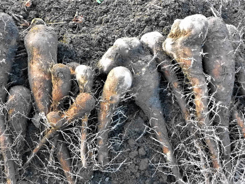 短形自然薯約500ｇ＊里芋1ｋ
冬越え！粘り元気セット～農薬/化学肥料・不使用