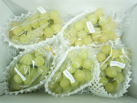 【値引き中！総重量1.5kg以上！】平井利右衛門の青ぶどう（マスカサーティーン/4～6房）