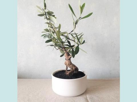 【ギフトにも◎】南アルプスのオリーブ盆栽　シプレッシーノ  (PS218)