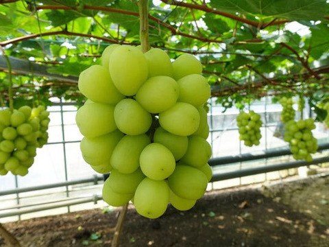 【夏ギフト】・・・・2.0K 完熟木なりシャインマスカット糖度２２度ハウス栽培で７月下旬よりお届けでの値段です
２K箱入り3-4房