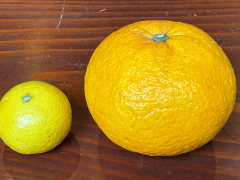 甘夏＆ゴールデンオレンジ《香り食べくらべ》セット5 キロ