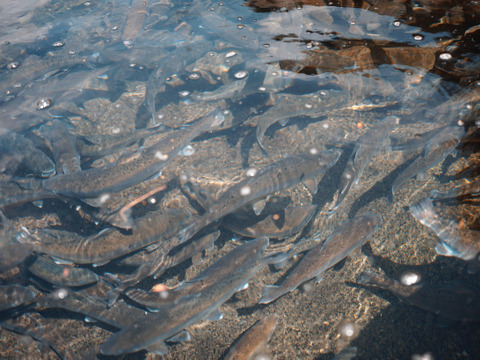 金色のいくら入り！サクラマスを丸々一尾お届け！【冷蔵便でお届け】