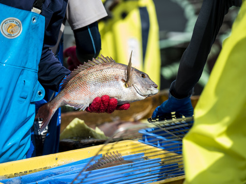 【冬ギフト】解凍するだけ♬海鮮丼✨【鯛スライスとたたきのセット計800g】みやび鯛スライスとみやび鮪たたき(ネギトロ)※熨斗対応可