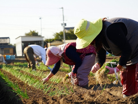 お湯を注ぐだけ♪淡路島玉ねぎをふんだんに使った「オニオンスープ（大容量パック）１袋」