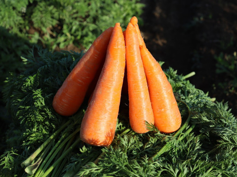 自然な甘さ　人参　「向陽二号」3キロ　A品3LからMバラ入り