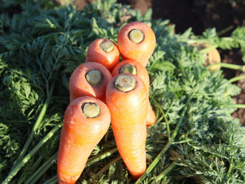 訳あり❗自然な甘さ　人参　「向陽二号」3キロ　バラ入り