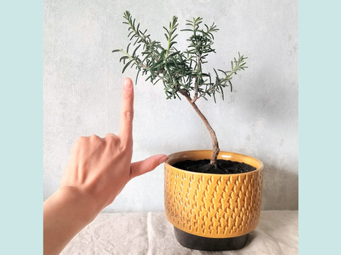 食べられる盆栽 ローズマリー盆栽 ディープブルー Ps178 山梨県産の花 植物 食べチョク 産地直送 産直 お取り寄せ通販 農家 漁師から旬の食材を直送