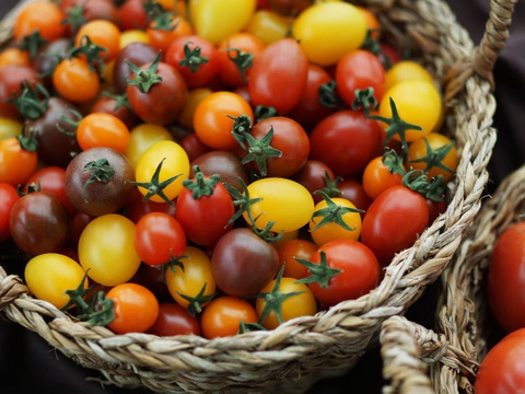 トマト、ミニトマトセット　Iキロ