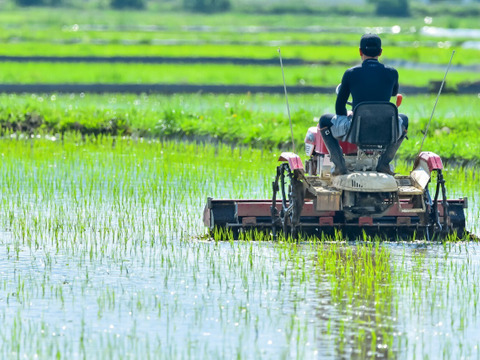 【令和7年産・新米】農薬・化学肥料不使用　長野県産ゆうだい21【玄米5kg】