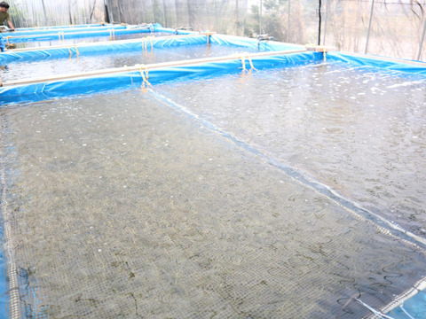 【夜市限定】20%増量　✴︎人気No.1✴︎生海ぶどう(茎付き) 1kg →1.2kg