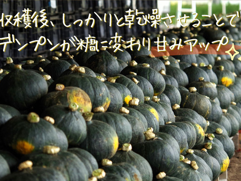 ホクホクがたまらない♪農薬化学肥料不使用の栗かぼちゃ10㎏(大中4～7玉)