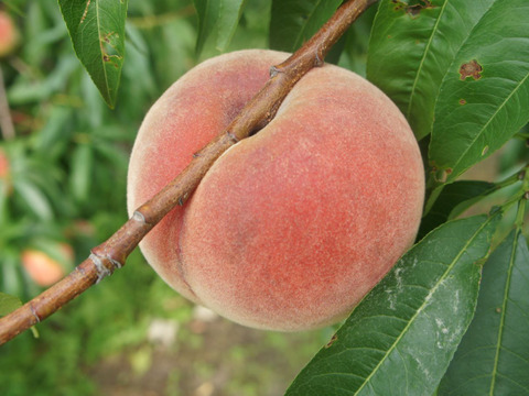 信州産（川中島平産）果汁たっぷり！川中島白桃　６入れ