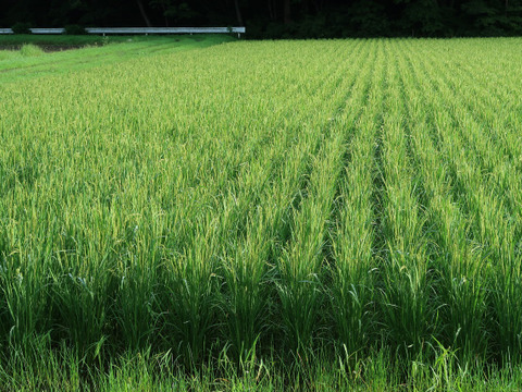 自然栽培（農薬・有機化学肥料不使用）のお米！ 玄米２kg　令和４年産