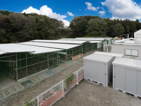 【ハーブ飼料100％】平飼い有精卵香草卵10個入×3パック　レモンイエローの黄身！ハーブの力で生臭さゼロ！