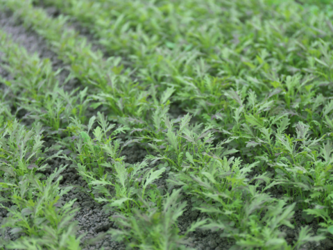 【味に自信あり：業務用】濃い味！山形県産JAS有機ベビーリーフ（1kg）