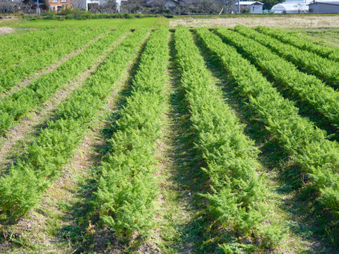 人参・里芋・さつまいもセット【農薬・化学肥料 不使用】おひとりさま向け