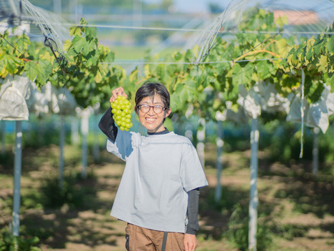 【トリコロールセット】岡山産『シャインマスカット・ピオーネ・クイーンニーナ』3房 (2kg)｜果実の宝石箱！贈答用にもご家庭用にも最適な豪華セット☆残りわずか！