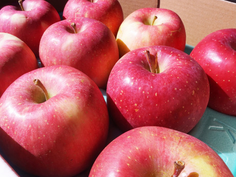 低農薬で皮ごとおいしい【旬の葉とらずりんご】5kg送ります！　品種おまかせ🍎