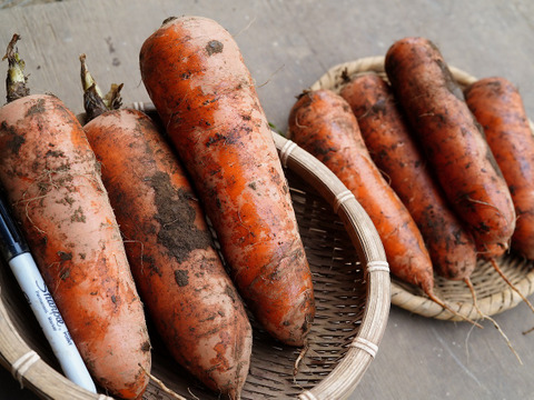 アロマレッド人参 10kg土付き【千葉県サンバファーム直送】