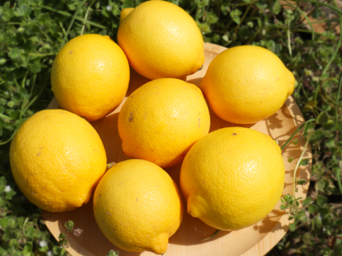 【季節外でもフレッシュな味わい！】冷蔵貯蔵の貯蔵レモン ワックス・除草剤不使用の皮ごと楽しめる国産リスボンレモン（4kg・冷蔵便）