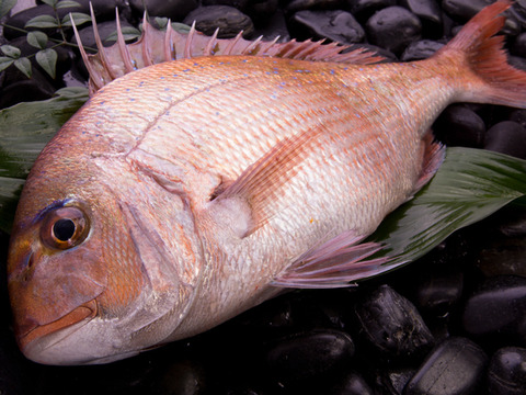 全て捌いてお届け 獅子島産真鯛 養殖 1匹丸ごと食べちゃえセット 鹿児島県産の魚 食べチョク 産地直送 産直 お取り寄せ通販 農家 漁師から旬の食材を直送