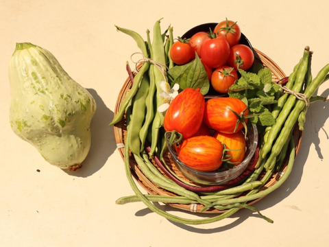 【7月末〜発送】種も土も！こだわり有機農家のオーガニック野菜セット7-8種類【Sサイズ】