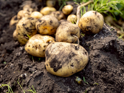 【土付きで保存可能】　兵庫県但馬産新じゃが！　《きたあかり　箱入20kg》