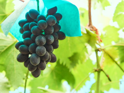 【お試し　限定１００箱】
『シャインマスカット・高尾』約1.2キロ　濃厚×爽やか、甘さの芸術。極上ぶどうの二重奏