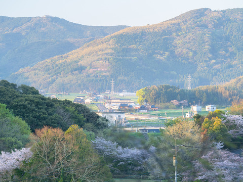 新米！＜15年連続最高評価特A受賞＞令和7年 さがびより 10kg（白米）