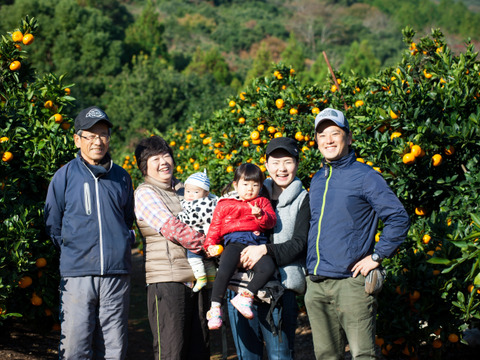 【2月中旬～発送】果汁たっぷりじゅわ～💕ハウス完熟せとか　3ｋｇ(8～15玉）×1箱