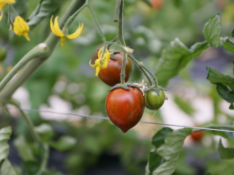カラフル楽しい！ミニトマト詰め合わせ　Iキロ