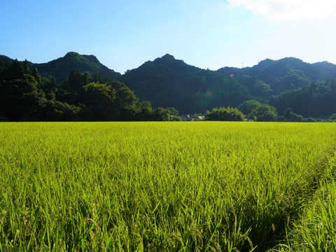 【米冠位】　立神米コシヒカリ　コンテスト受賞米