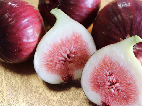 極秋 いちじく出来ました スッキリとした甘さ 朝とれたてを直送致します 愛知県産 食べチョク 農家 漁師の産直ネット通販 旬の食材を生産者直送