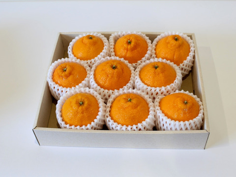 【母の日ギフト】濃厚でジューシーな越冬完熟不知火（きみのデコ）