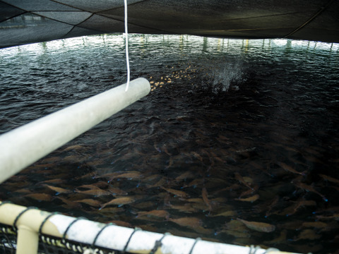 【冬ギフト】包丁まな板いらず♬溶かしてそのまま食べれる🐟 【みやび鯛スライス 10P】(急速冷凍真空パック)解凍するだけ♪※熨斗対応可