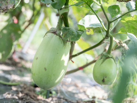 【食べチョク限定】ゆたかわファーム 東三河の季節の野菜セット7品（農薬・化学肥料不使用）