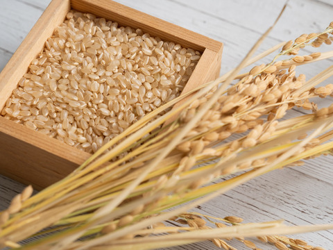 【新米】令和4年度産玄米🌾長崎県認定特別栽培米ひのひかり10㎏🌾宮下さんちのおいしいお米