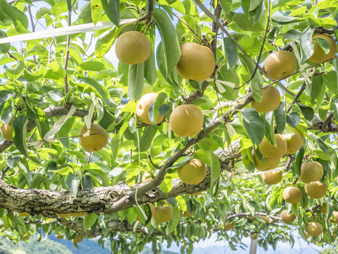 茨城県産  幸水梨 約5kg 【12〜16玉】