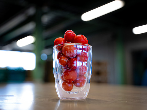 【冷凍フルーツトマト】完熟越え！！甘さが最高潮の割れフルーツトマト「ポモロッサ」加工用1㎏