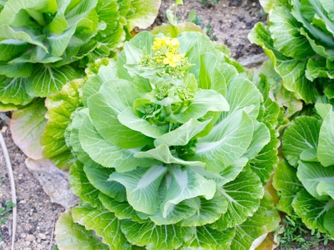 【栽培期間中　農薬不使用】春だけのごちそう！白菜＆野沢菜の菜花セット(60サイズに入るだけ)