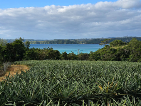 甘さ際立つ！沖縄県産『サンドルチェ』🍍　1玉　1.3kg～