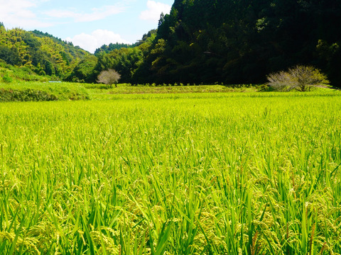 令和７年度産自然栽培新米　熊本県菊池産　森のくまさん　玄米１０ｋｇ